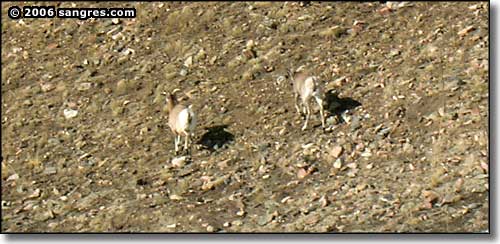 Bighorn Sheep