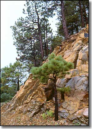 Manzano Mountain Wilderness