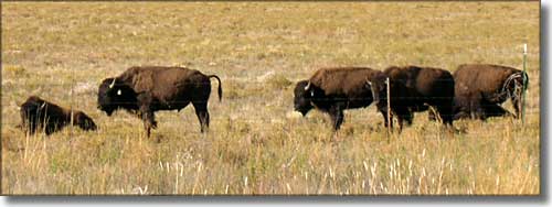 bison