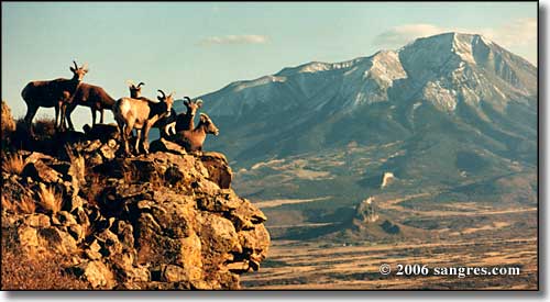 Bighorn sheep, West Spanish Peak, Colorado