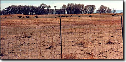 bison grazing at Zapata Ranch