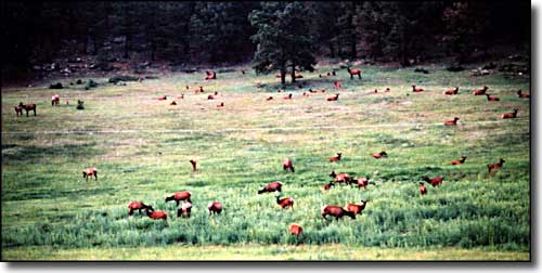 elk in the meadow