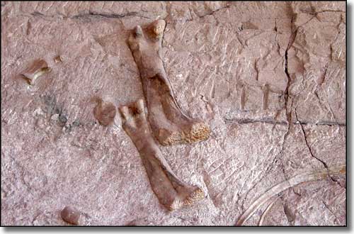 Dinosaur bones embedded in the wall at the Dinosaur Quarry, Dinosaur National Monument