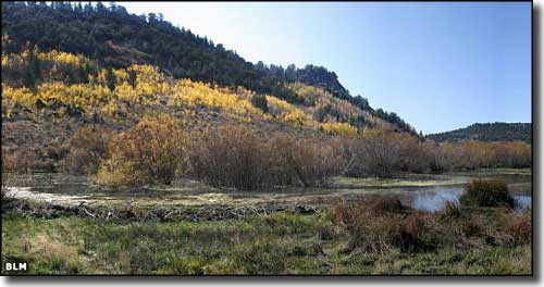 A riparian area along the Owyhee Uplands Back Country Byway