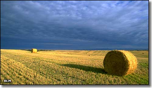 hay bales