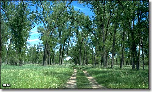 Among the cottonwoods at Sundance Lodge