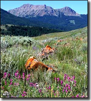 Beaverhead-Deerlodge National Forest, Montana