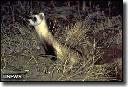 Black-footed ferret