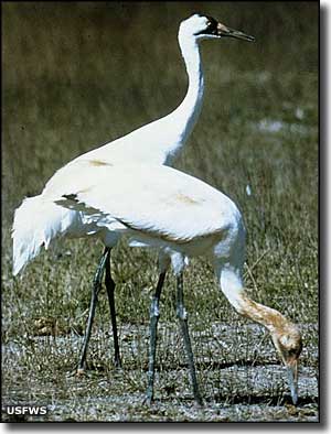 Whooping cranes