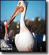 American white pelican