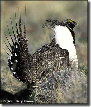 War Horse National Wildlife Refuge, Montana