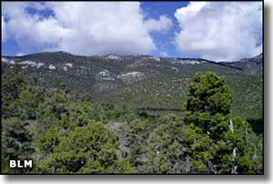 Bristlecone Wilderness, Nevada