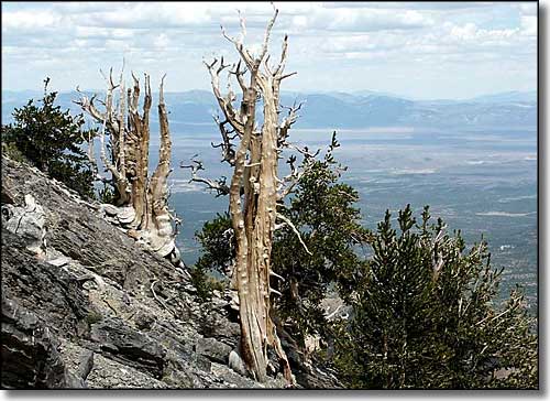 Currant Mountain Wilderness, Nevada