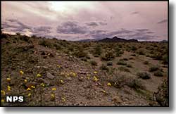 Nellis Wash Wilderness, Nevada