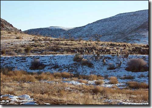 Delamar Mountains Wilderness, Nevada