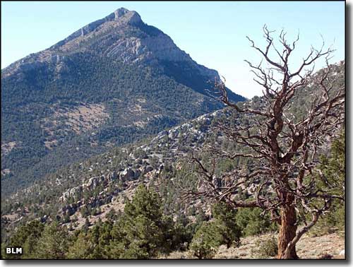 Mount Grafton Wilderness, Nevada