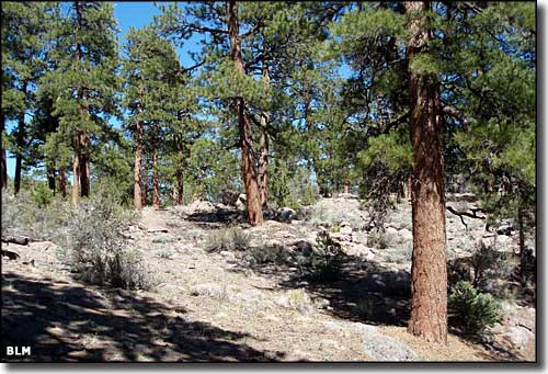 Weepah Spring Wilderness, Nevada