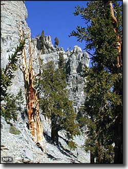 Mt. Charleston Wilderness