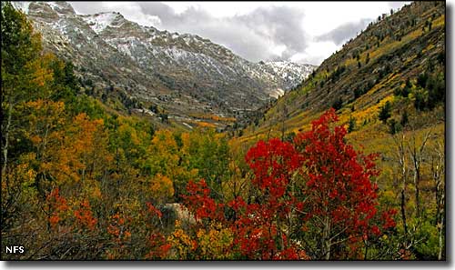 Humboldt-Toiyabe National Forest