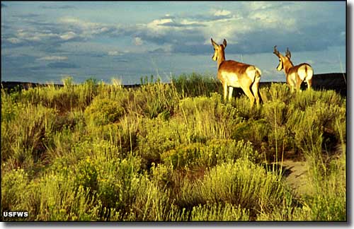 Pronghorns at Sheldon NWR