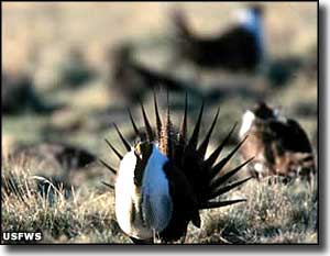 Sage grouse at Sheldon National Wildlife Refuge