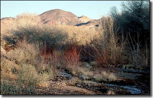 Amargosa River, Beatty, Nevada