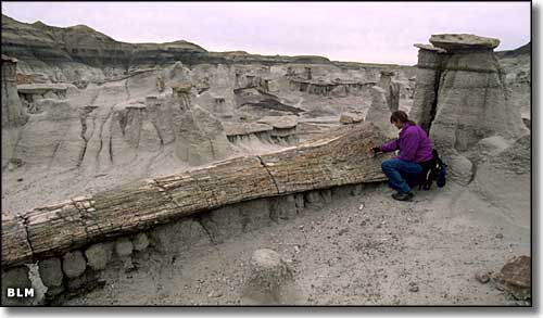 Bisti-DeNaZin Wilderness, New Mexico