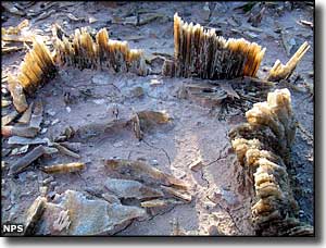 Selenite crystals at White Sands National Monument