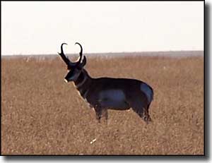 Pronghorn antelope along La Frontera del Llano Scenic Byway