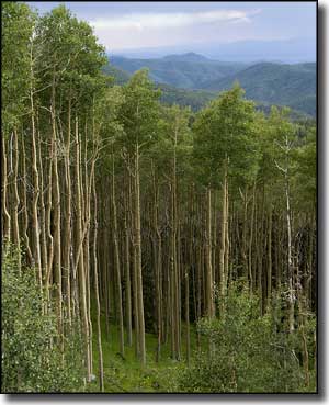 A view over the aspens along the Santa Fe National Forest Scenic Byway