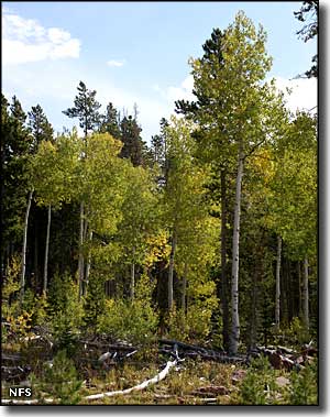 Red Cloud Loop Scenic Backway, Ashley National Forest