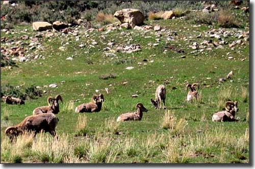 Bighorn sheep outside Sunnyside, Utah