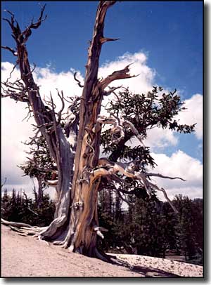 A twisted old bristlecone pine at the edge of Cedar Breaks