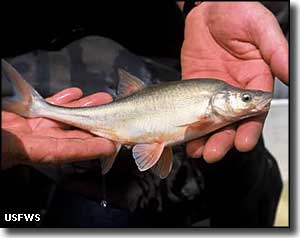 Humpback chub