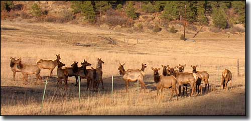 Elk at the fence